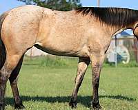 ranch-work-quarter-horse