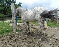 brown-white-with-spots-over-entire-body-horse