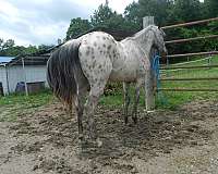 white-with-spots-over-entire-body-horse