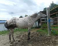 all-around-appaloosa-horse