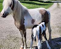 black-paint-stallion-foal