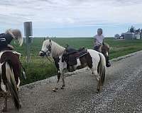 black-paint-pony-stallion-foal