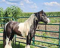 black-pony-stallion-foal