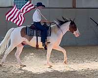 tobiano-dun-marking-pony