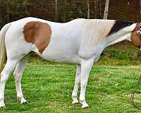 working-ranch-pony-paint