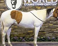 cow-pony-paint