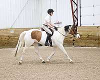 doctoring-cattle-paint-pony