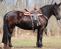 all-around-friesian-horse