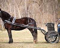 athletic-friesian-horse