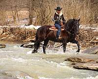 beginner-friesian-horse