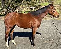 rear-socks-unique-blaze-horse