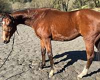 bay-rear-socks-unique-blaze-horse