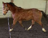 pickup-thoroughbred-horse