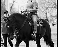 bolt-quarter-horse