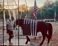 bolt-gelding