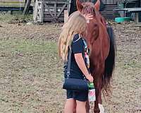 gentle-quarter-horse