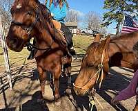 no-gelding