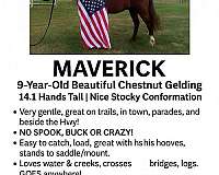 beautiful-quarter-horse