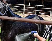 gaited-paint-pony