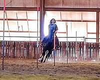flemingsburg-quarter-horse