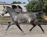 grey-parti-white-2-feet-horse