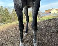 star-horse