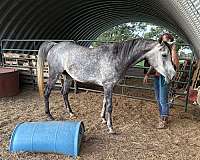 snip-horse