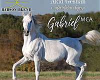 grey-star-horse