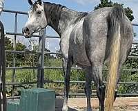rare-find-arabian-horse
