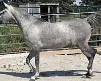 rare-find-mare