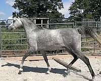 nabiel-horse