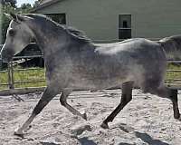 endurance-horse-mare