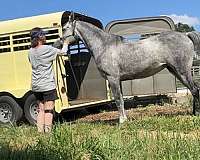 options-mare