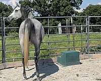 grey-snip-horse