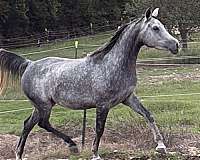 all-around-arabian-horse
