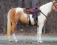 all-around-spotted-saddle-horse