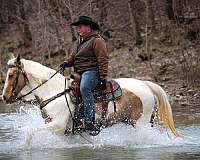 athletic-spotted-saddle-horse