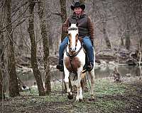 drill-team-spotted-saddle-horse