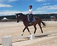 basics-warmblood-horse