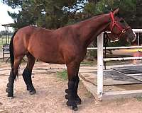 all-warmblood-horse