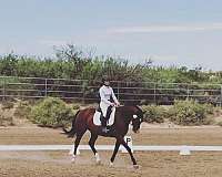 all-around-warmblood-horse
