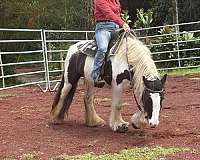 piebald-gvhs-pony