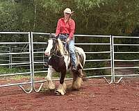 piebald-gypsy-vanner-pony