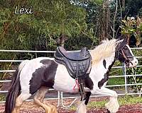 13-hand-piebald-pony