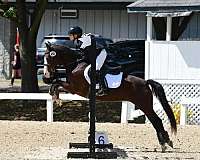 welsh-pony-for-sale