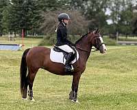 welsh-pony-mare