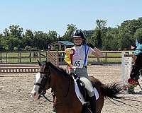 welsh-pony