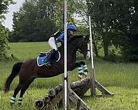 dressage-pony