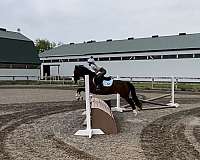 eventing-pony