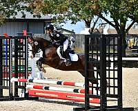 dressage